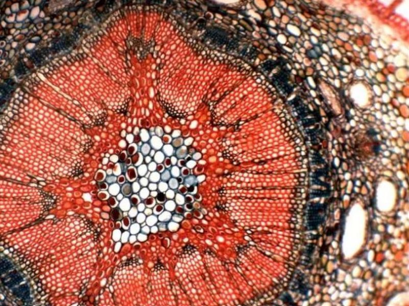 Камера для мікроскопа 5 Мп 5446 фото