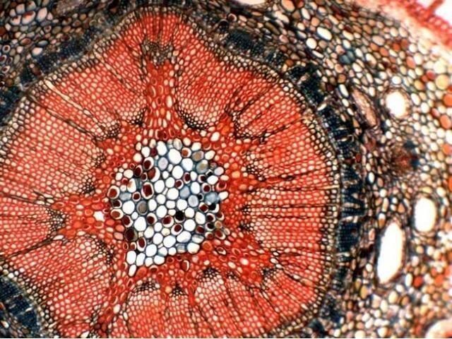 Видеокамера цифровая 5,0 Mpix для микроскопа 5446 фото